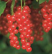 Image result for Ribes rubrum Rolan