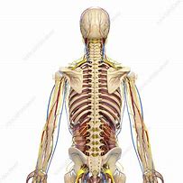 Image result for Human Back Anatomy