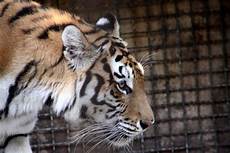tigre in gabbia miriam ballerini tigre in gabbia miriam ballerini