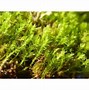 Image result for Identifying Moss