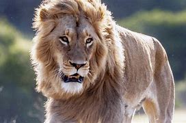 Image result for captive bred lions south africa