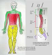 Image result for Lumbar Spine Dermatomes