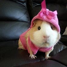 Image result for Guinea Pig Balloon