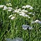 Image result for Achillea millefolium Harlekin