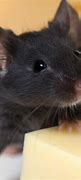 Image result for Pet Store Mouse