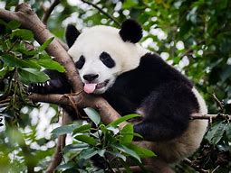 Image result for Panda with Bamboo Grin Backtground