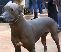 Image result for Bling Dog No Hair