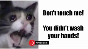 Image result for Fuzzy Cats Memes