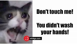 Image result for Cat Memes so Funny We Could Just Cry