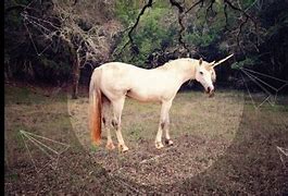 Image result for Real Unicorn