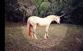 Image result for Real Unicorn On Camera
