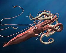 Image result for King Squid