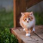 Image result for Cosy Cat Wallpaper 2560X1440
