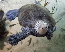 Image result for Malaclemys terrapin