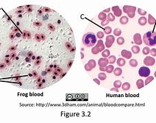 Image result for Horned Frog Blood