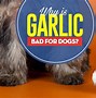 Image result for Dog with Garlic On Head