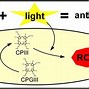 Image result for Zinc Sulfate 220 Mg