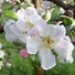 Image result for Malus Domestica Apple Tree