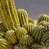 Image result for Why Is My Cactus Turning Yellow