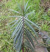 Image result for Euphorbia lathyris (MOLLENPLANT)