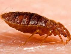 Image result for The Baddest Insect
