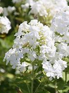 Image result for Phlox paniculata Fujiyama