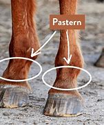 Image result for Pastern
