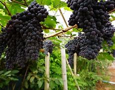 Image result for Black Grapes Farm