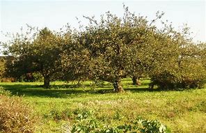 Image result for Lodi Apple Tree