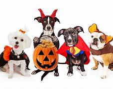 Image result for I Want a Dog for Halloween