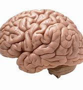 Image result for Human Brain Transparent