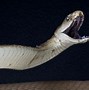 Image result for Black Mamba Angry