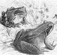 Image result for Crocodile Frog