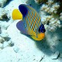 Image result for Marine Creatures