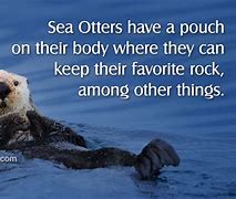 Image result for otters facts