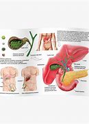 Image result for Bile Duct Location