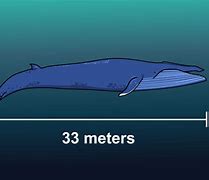 Image result for How Long Is Four Meters