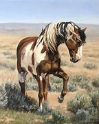 Image result for Horses for Sale in Colorado