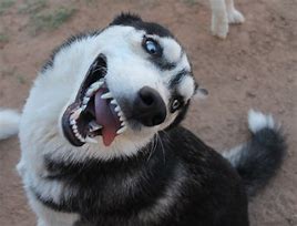 Image result for Hilarious Husky