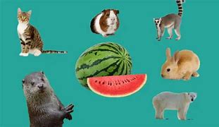 Image result for Watermelon Animals