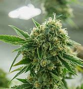 Image result for Indica Strains