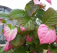 Image result for Actinidia Kolomikta