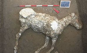 Image result for Pompeii Raccoon