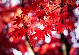 Image result for Red MacBook Air Wallpaper