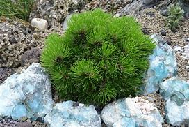 Image result for Pinus heldreichii Smidtii