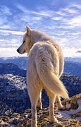 Image result for Arctic Wolves GIF