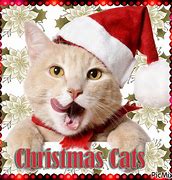 Image result for Happy Cat Face Holiday