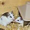 Image result for A Lot of Mice