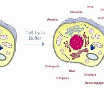 Image result for Cell Lysate