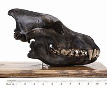 Image result for Largest Dire Wolf Skull